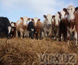 Продажа крупного рогатого скота из России